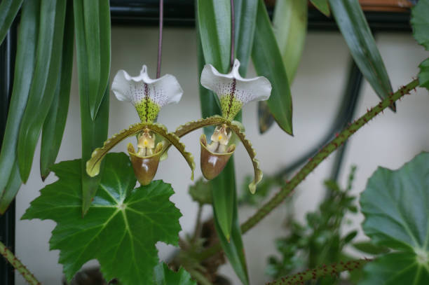 Orhideja Paphiopedilum Leeanum od blizu.Dve cvetovi Slipper Orchid Paphiopedilum Lianum v cvetenju