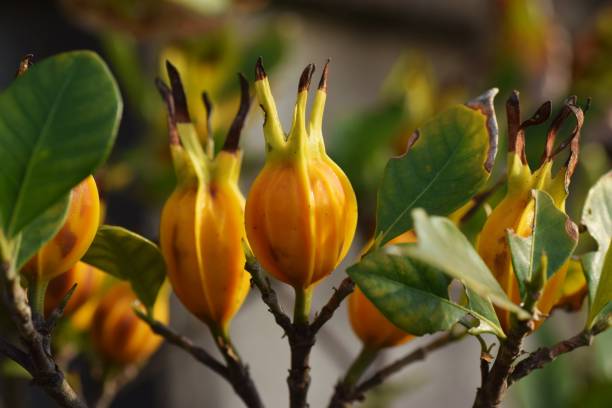 Cape jasmine vaisiai / Gardenia jasmine vaisiai