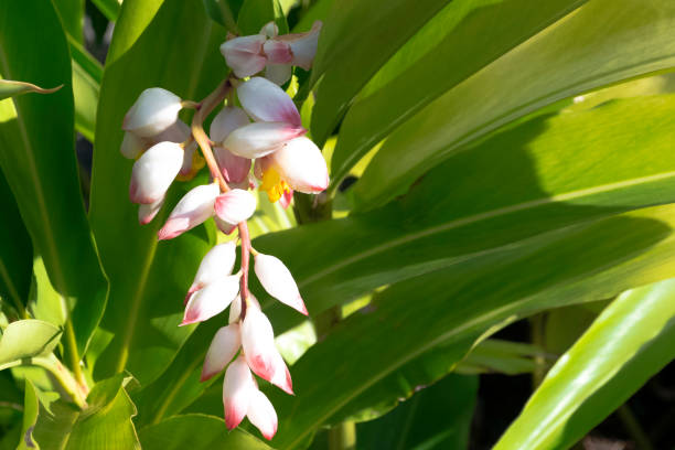 Alpinia zerumbet หรือที่รู้จักกันทั่วไปในชื่อเปลือกขิง ดอกลิลลี่สีชมพู ขิงหลากสี หรือขิงผีเสื้อ - Varadero, คิวบา
