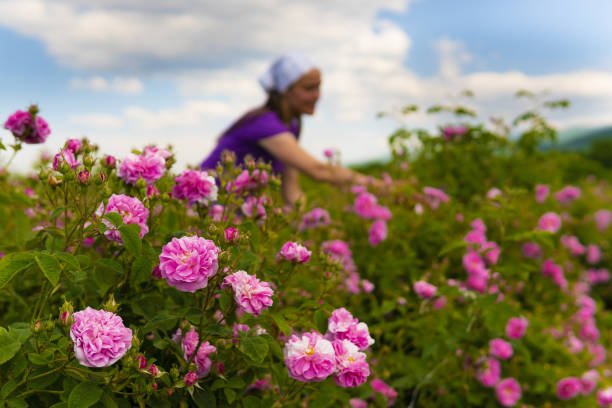 Fleurs de rose à huile en fleur.Des ouvriers collectent des fleurs de roses à huile dans les buissons en fleurs de manière traditionnelle dans les champs de roses à huile bulgares, au creux des montagnes.
