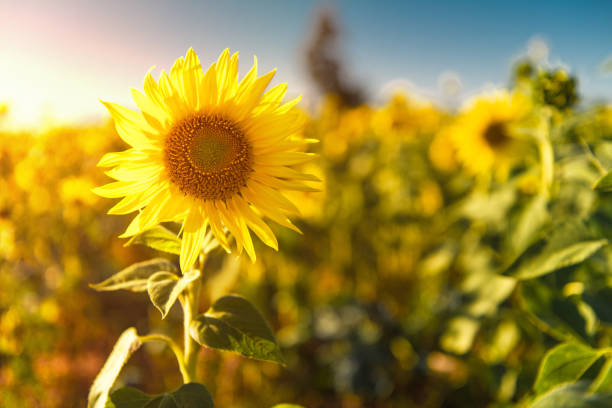 Closeup of Sunflower i le fanua sunflower.Lagi lanumoana i tua.Autu fugalaau tautotogo.