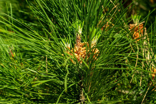 Bright green pine branches with cones